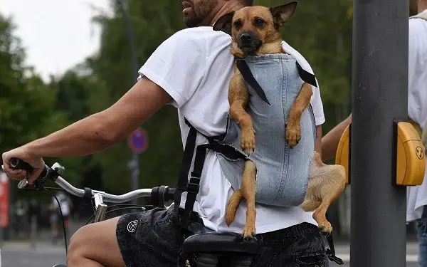mugursoma suņa pārvadāšanai uz velosipēda