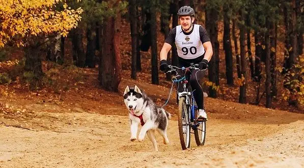 Kā transportēt suni uz velosipēda: labākie veidi